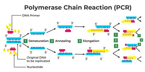 how to read pcr results|Polymerase chain reaction (PCR) (article) .